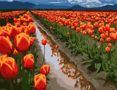 Картина за номерами. Art Craft 