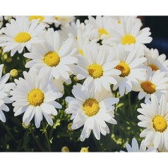 Алмазна мозаїка 