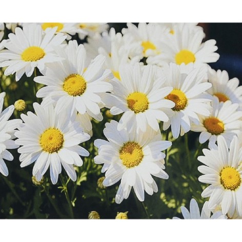 Алмазна мозаїка "Дивовижне сяйво ромашок" HEG88132 30х40 см 