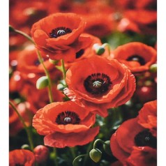 Алмазна мозаїка 