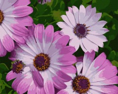 Картина за номерами. Art Craft 